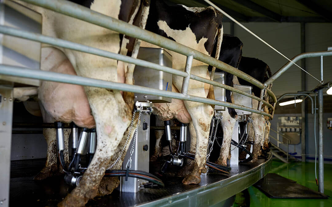 Pros and Cons of Investing in a Milk Machine